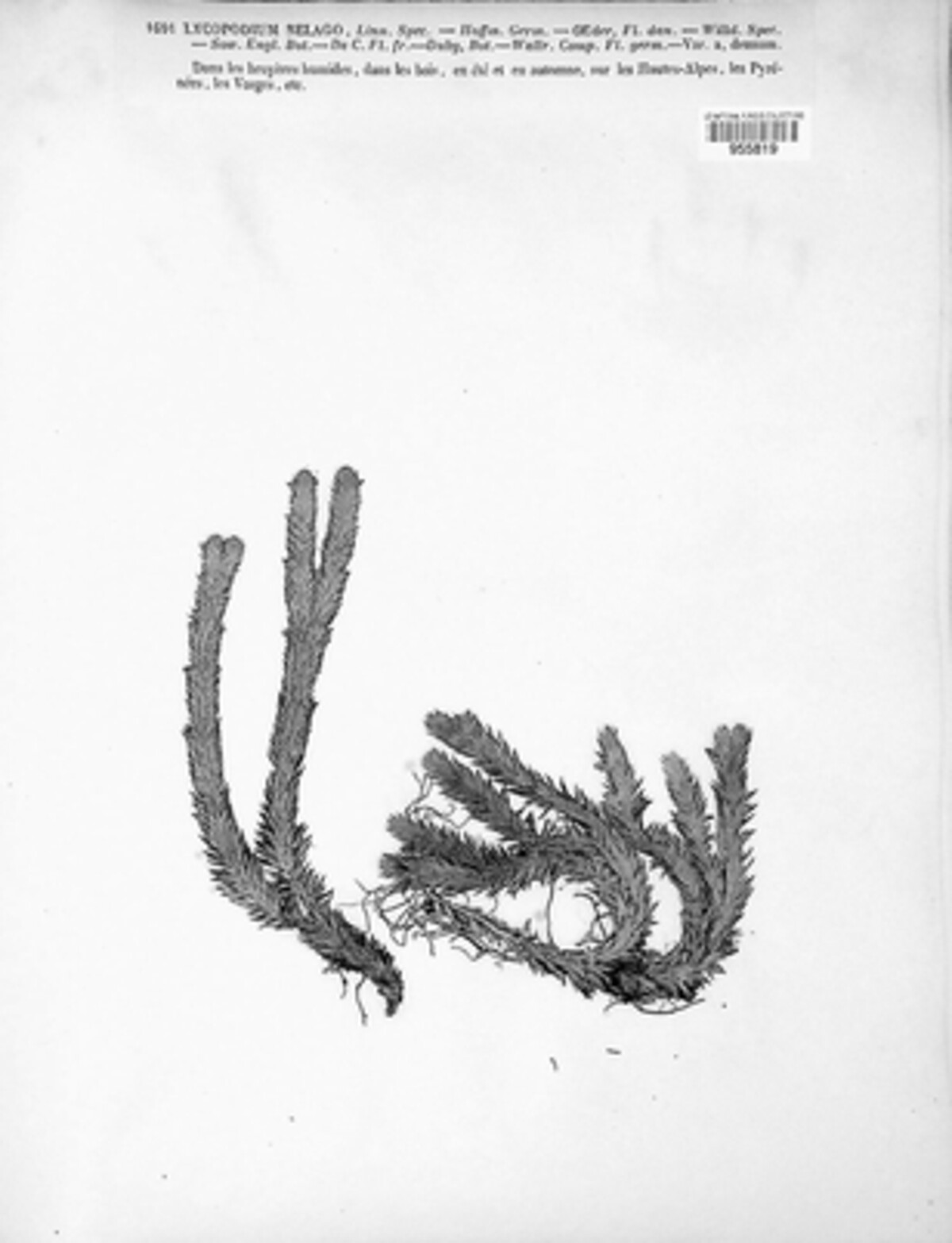 Huperzia selago image